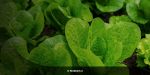 Foodcom.pl - Nawozy organiczne - czym są Rodzaje i ich zastosowanie.jpg