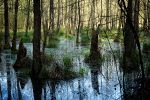 Torfowiska i mokradła pod specjalną ochroną Jest jedno „ale.jpg